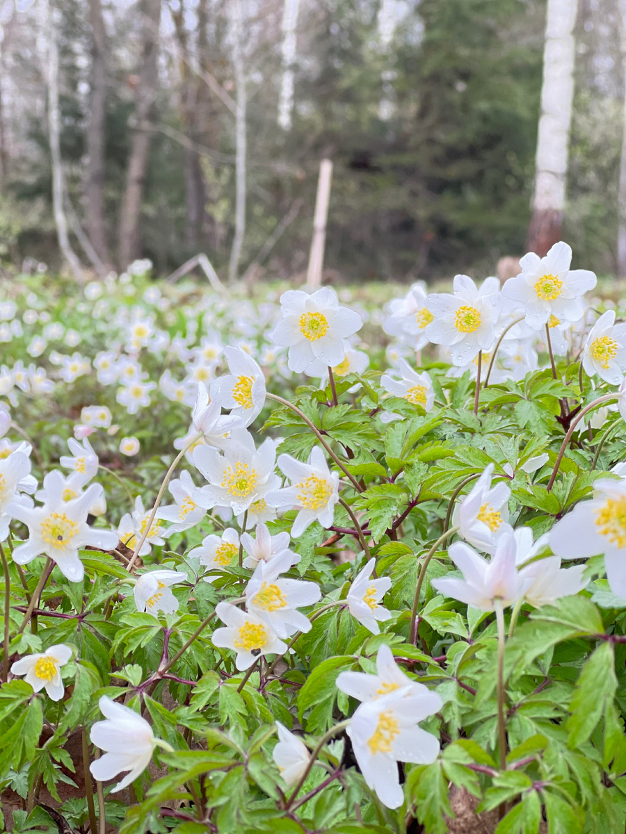 Первоцветы.
