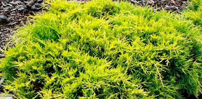 можжевельник сорт "Old Gold"