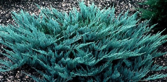 Сорт "Blue Chip"