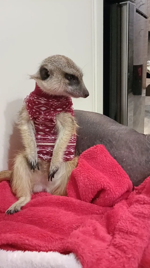 Лялю жаль, но придётся потерпеть больного Севу