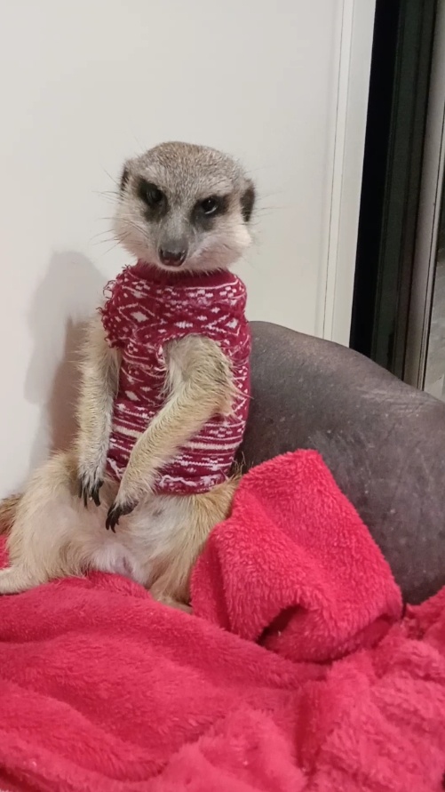 Пристроился. Бледненький такой...