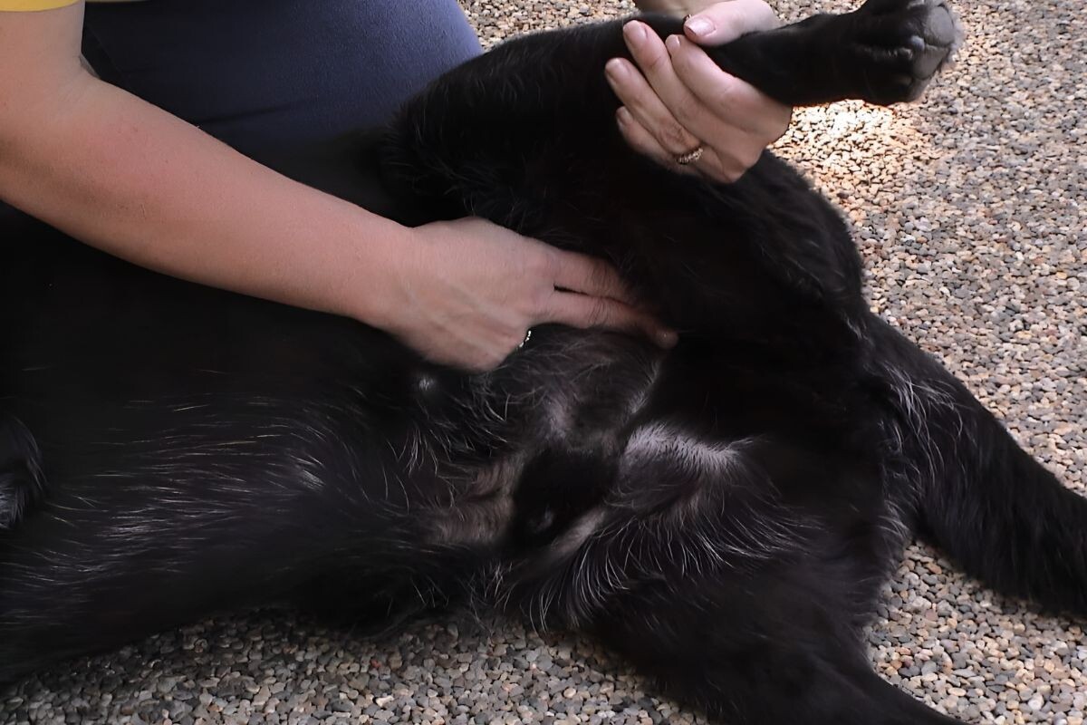 Как измерить пульс у собаки