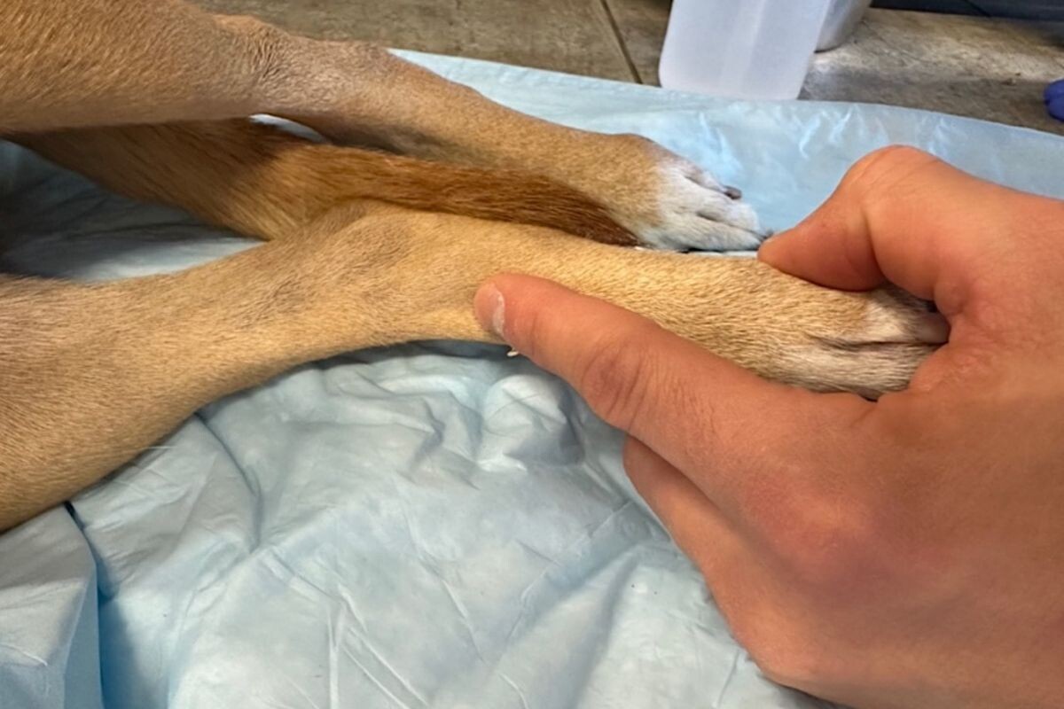 Проверка пульса у собаки 