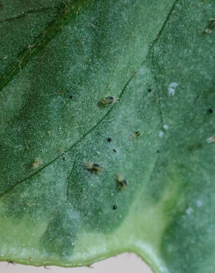 Паутинный клещ лакомится листом