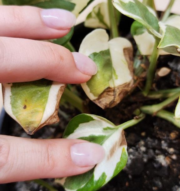 Последствие перелива Эпипремнум Энджой