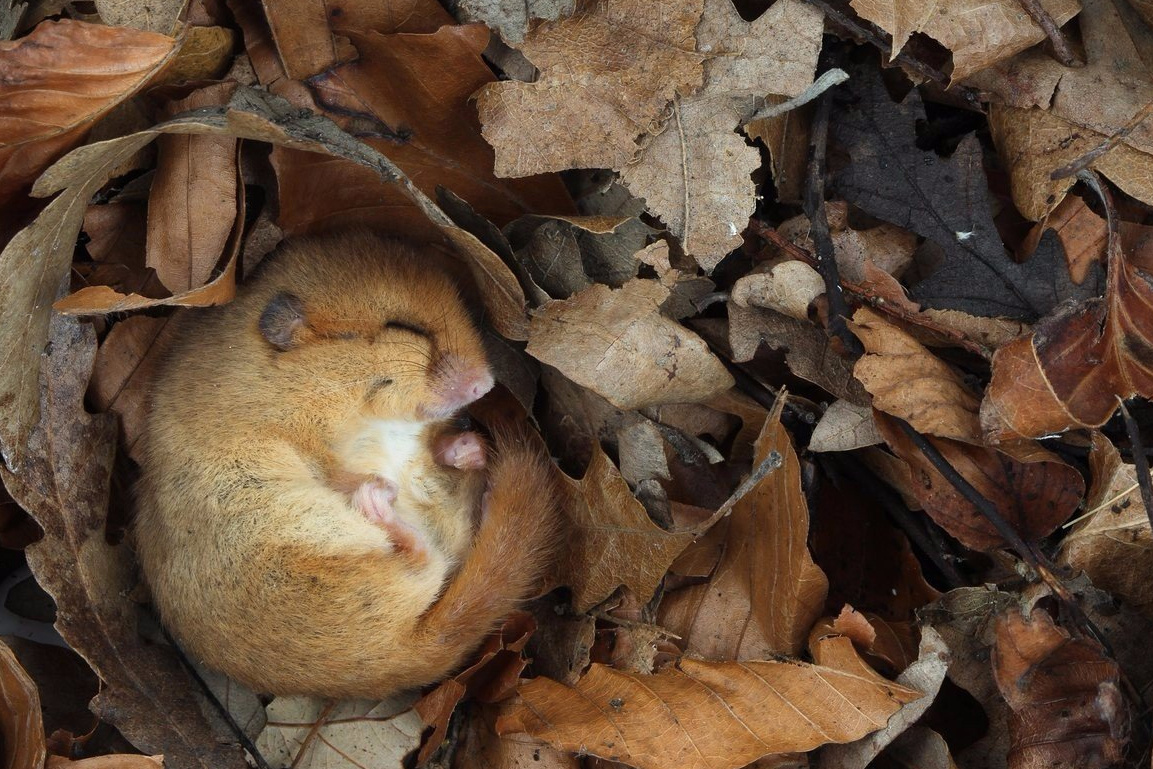 Нет орешков? Тогда спокойной ночи до следующего года... 