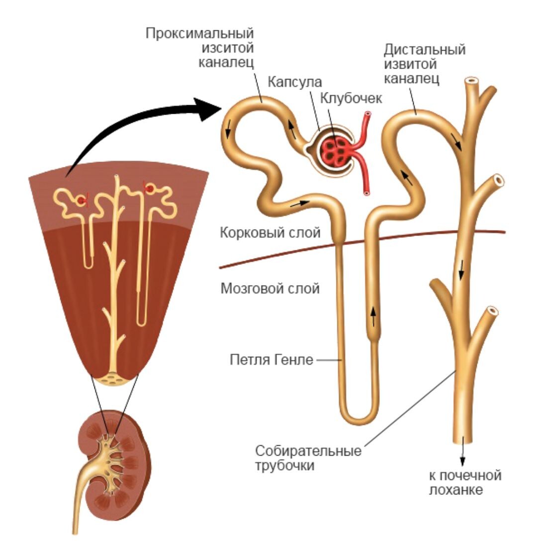 Структурная единица почки- нефрон.