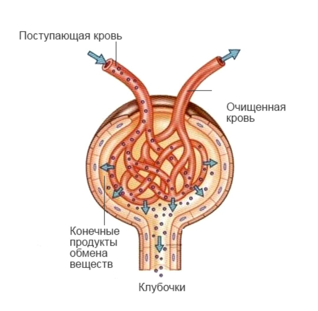 Клубочки почки, где происходят главные процессы