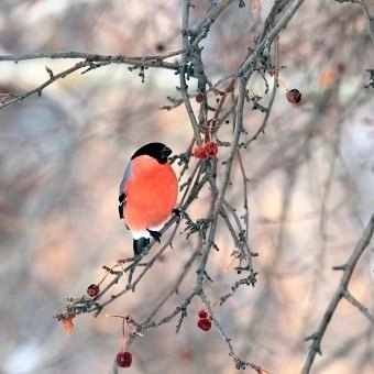 никто и не подумал, что это девчонки