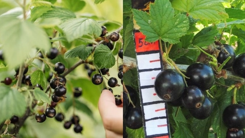 Забросил старый куст черной смородины: простой способ заставил плодоносить как – молодой