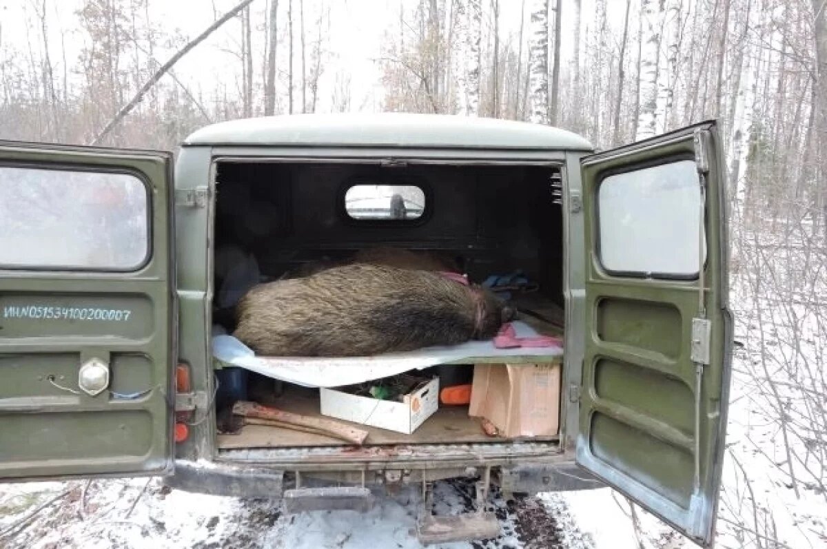    Инспектор охотнадзора помогает браконьерам вывезти туши кабанов. Чувашия, 2015 г.