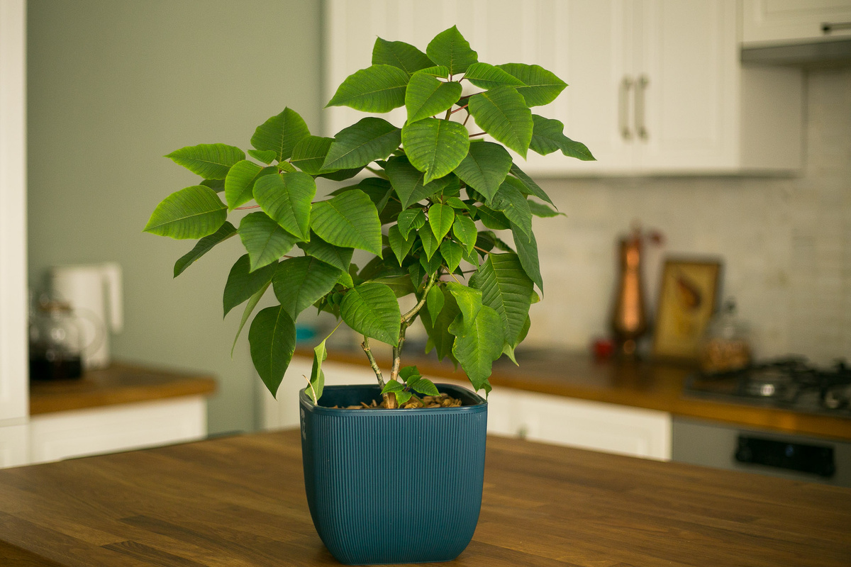  Автор фото Елена Якимова / Greenfingers