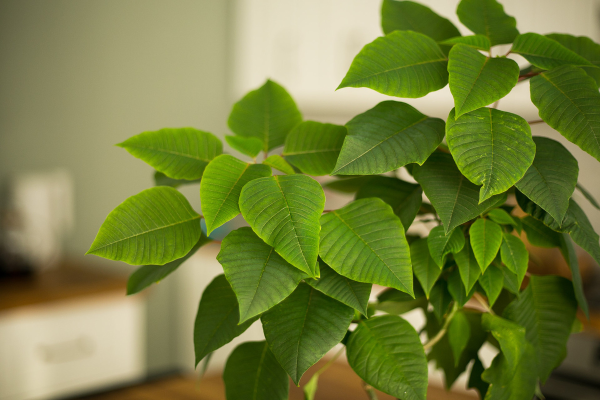  Автор фото Елена Якимова / Greenfingers