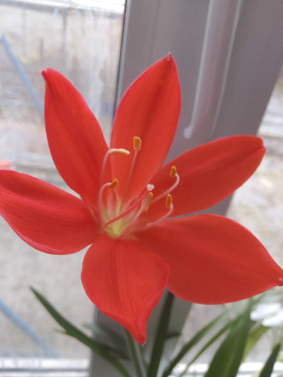 Вот такой красавец у меня распустился