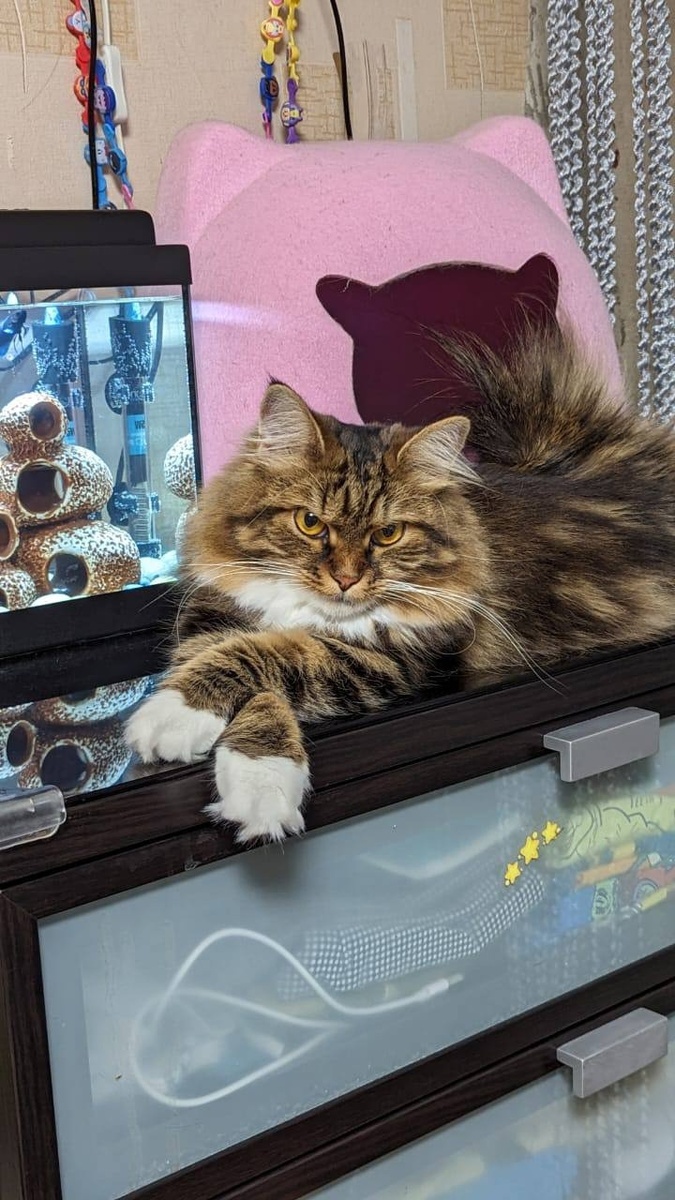 Белль-Анфиса Пална