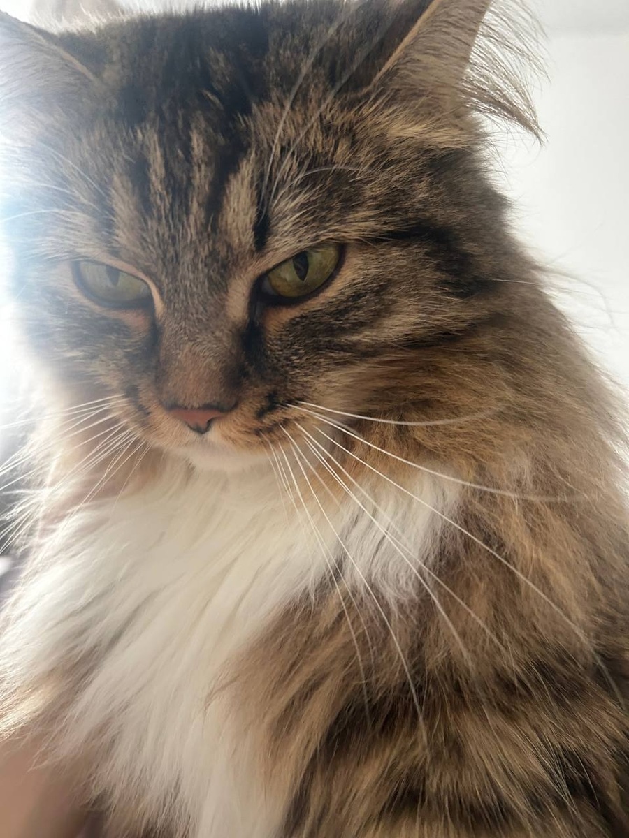 Кисточка-Нарцисса