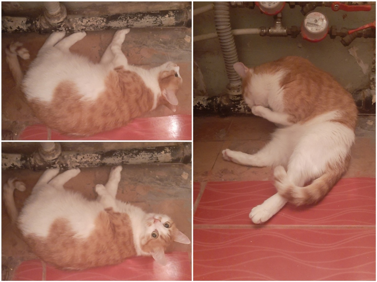 Подраковинная кошь