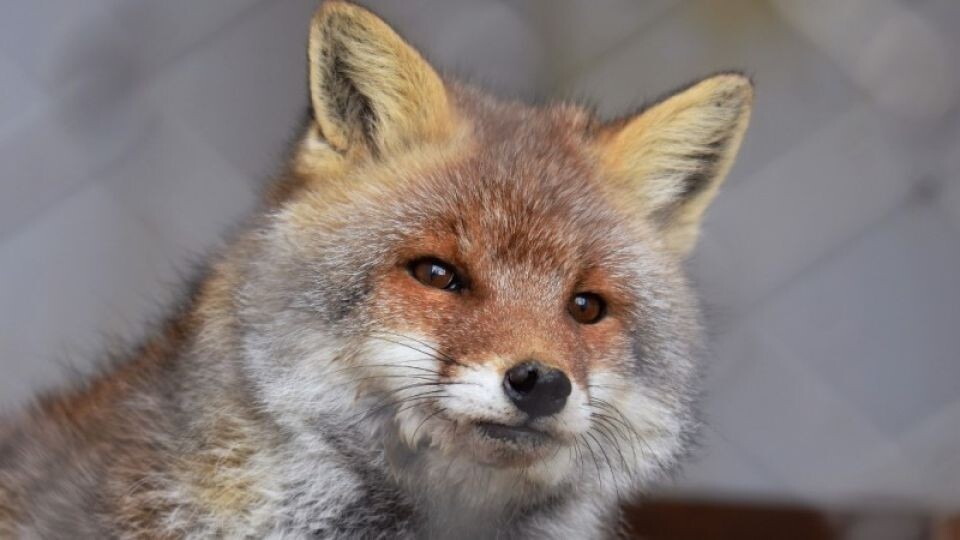    Лиса.. Источник: pixabay.com