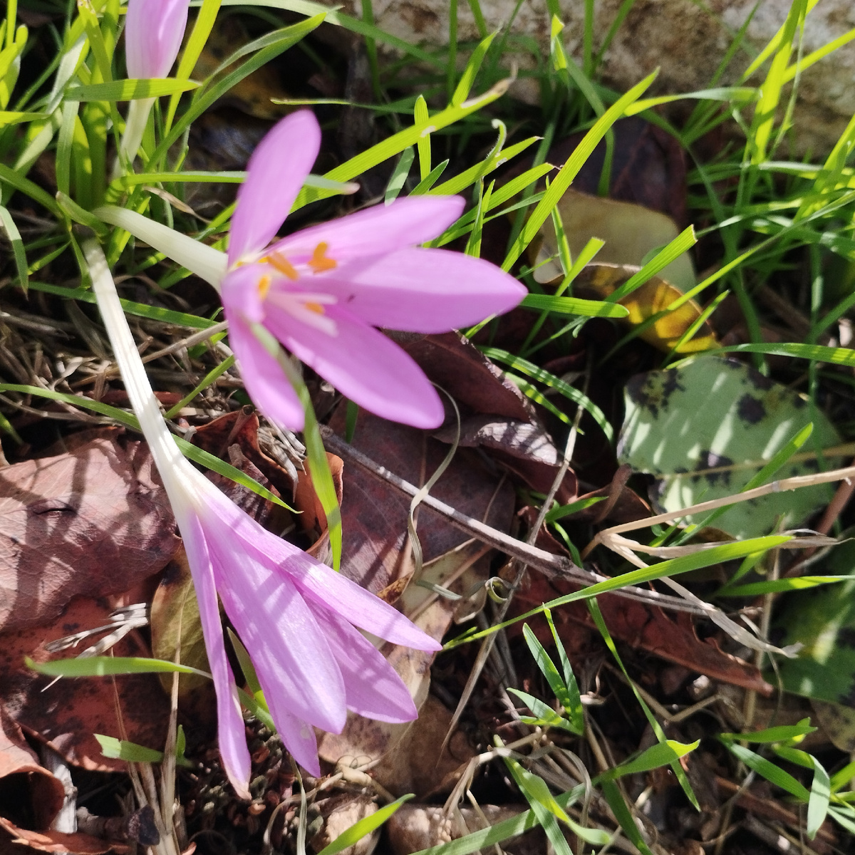 Дикорастущие крокусы в Национальном парке Кармель