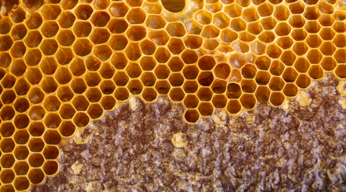 Перга пчелиная