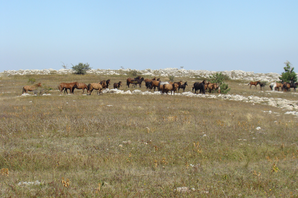 Лошади на Караби Яйла