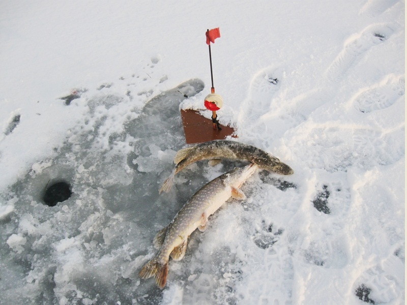 Первые щуки сезона