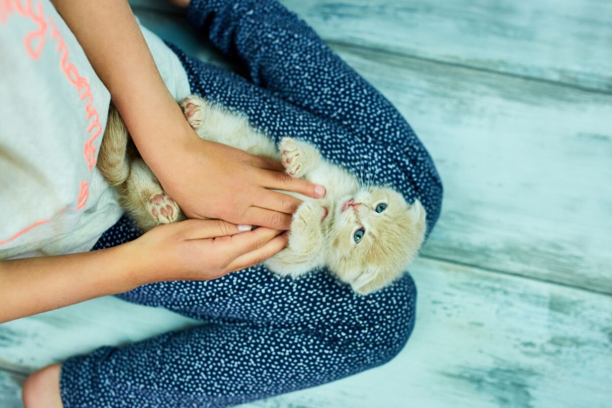 Ребенок играет с котенком 