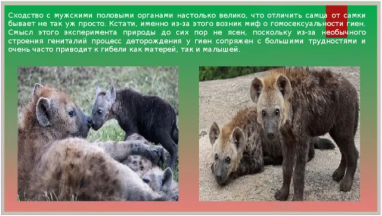 Добавьте описание