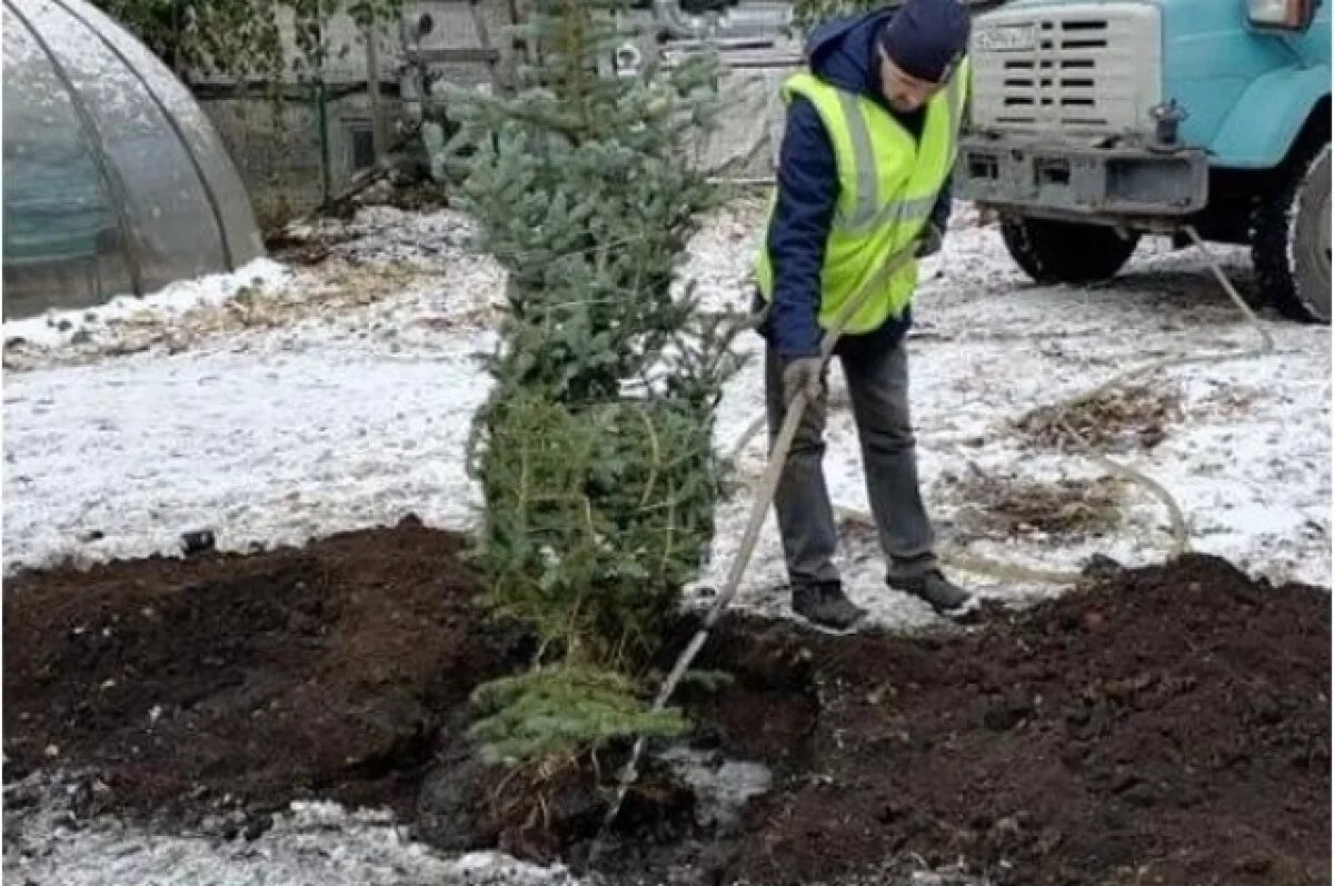    В ульяновском сквере «Экран» высадили новые липы, ели и ивы
