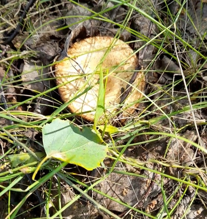 Первая встреча 