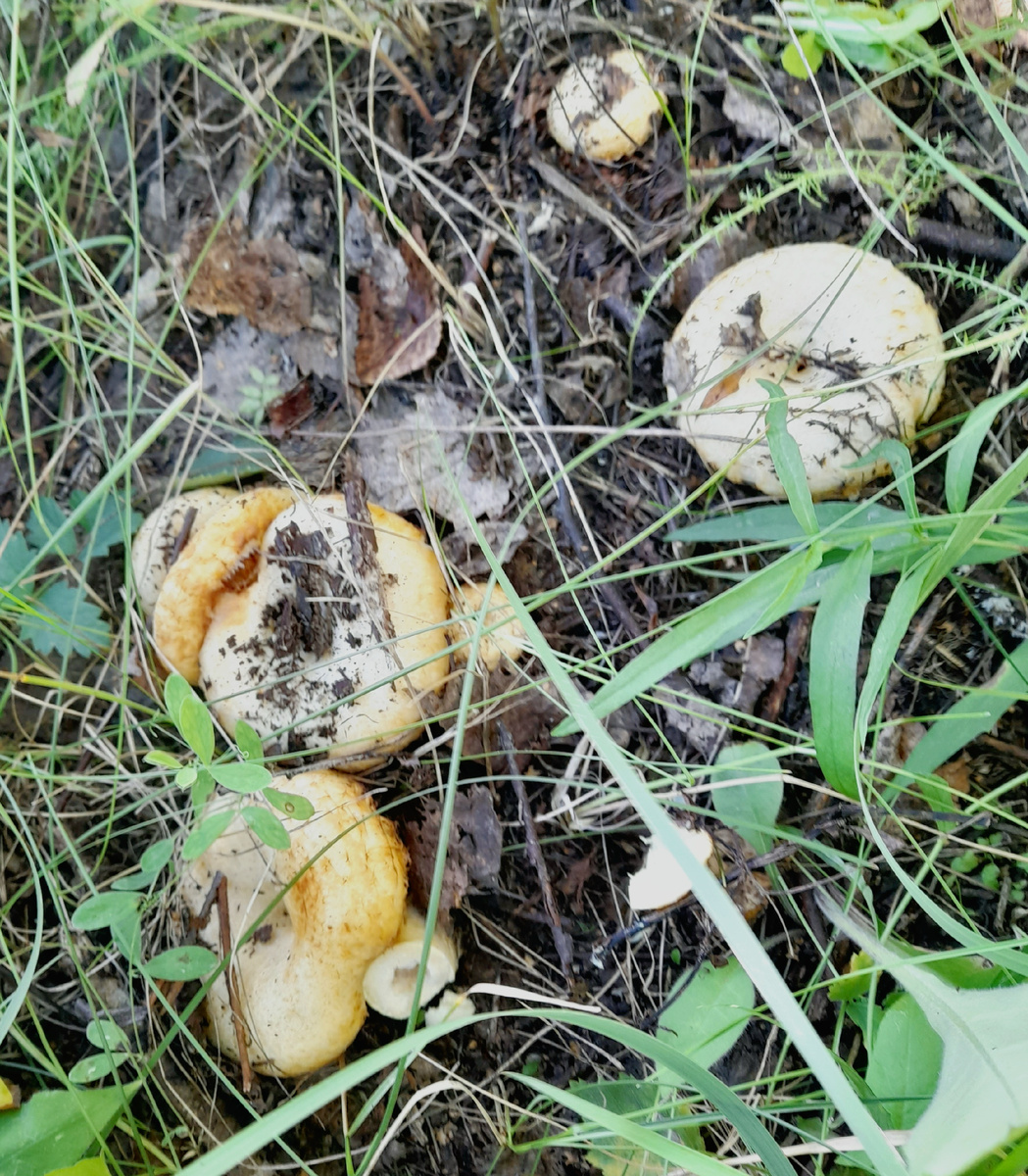 Дружная семейка 