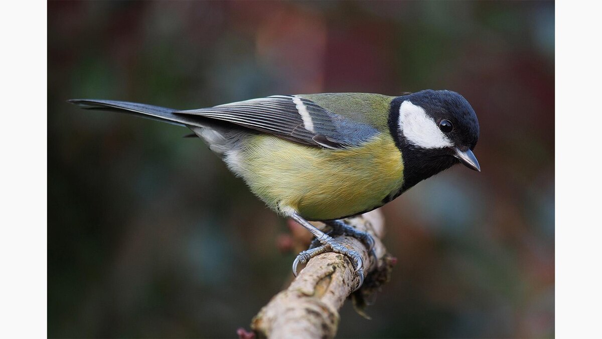 Wikipedia📷Синица