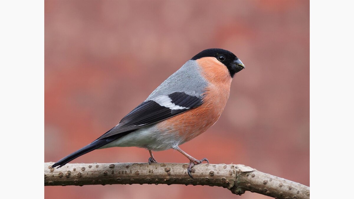 Wikipedia📷Снегирь