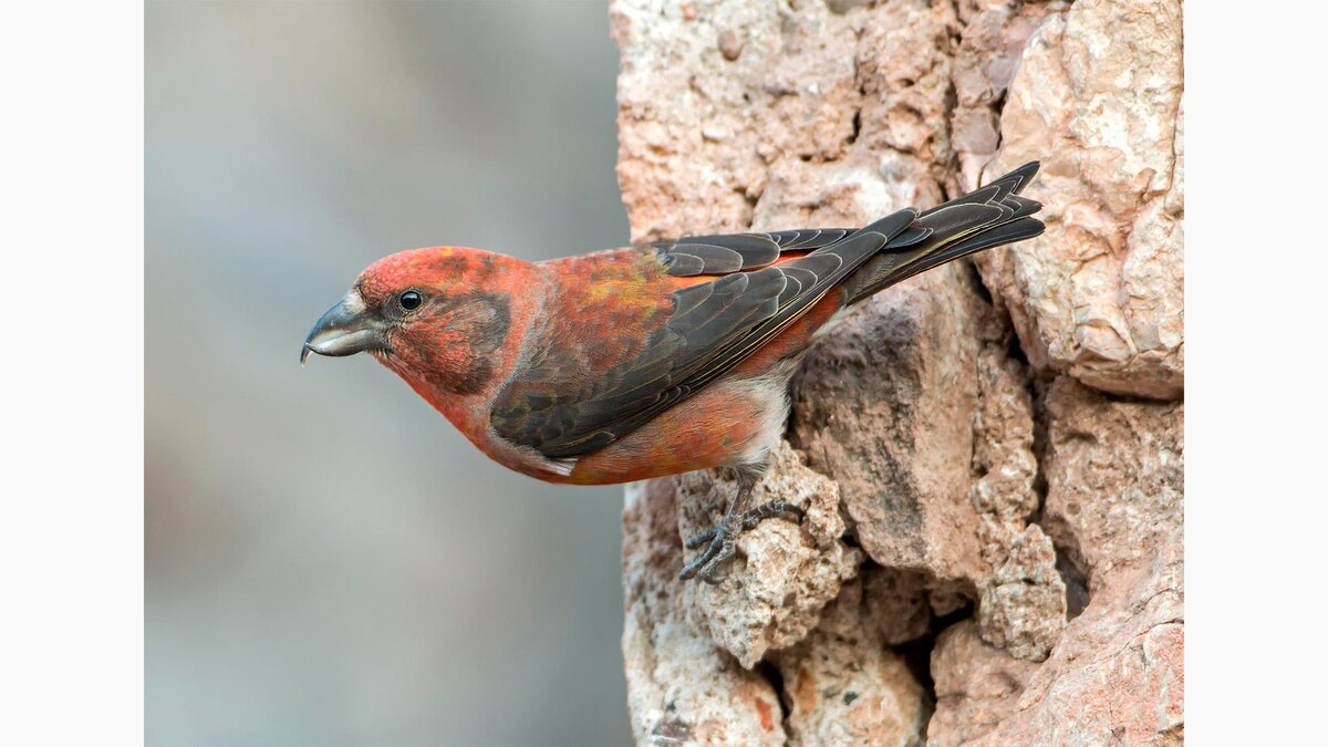 Thomas Hinsche / imageBROKER / Global Look Press📷Клест