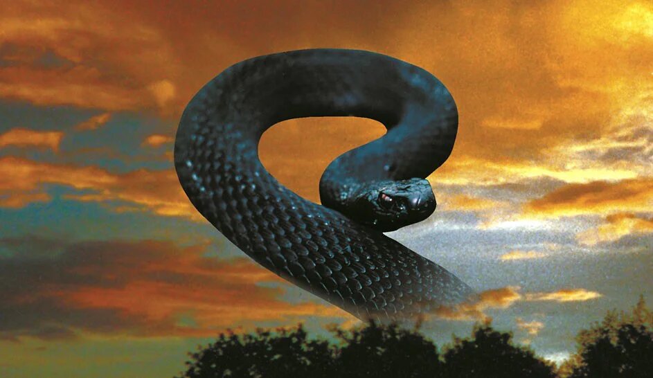 Яндекс картинки