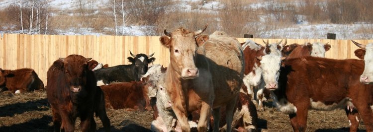    Почти 83 млн рублей на развитие животноводства получат подсобные хозяйства в Красноярском крае