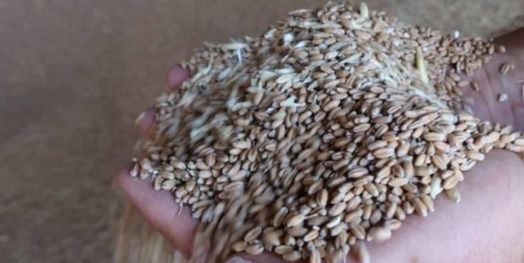    Ставропольский край нарастил агроэкспорт на 15 процентов с начала этого года