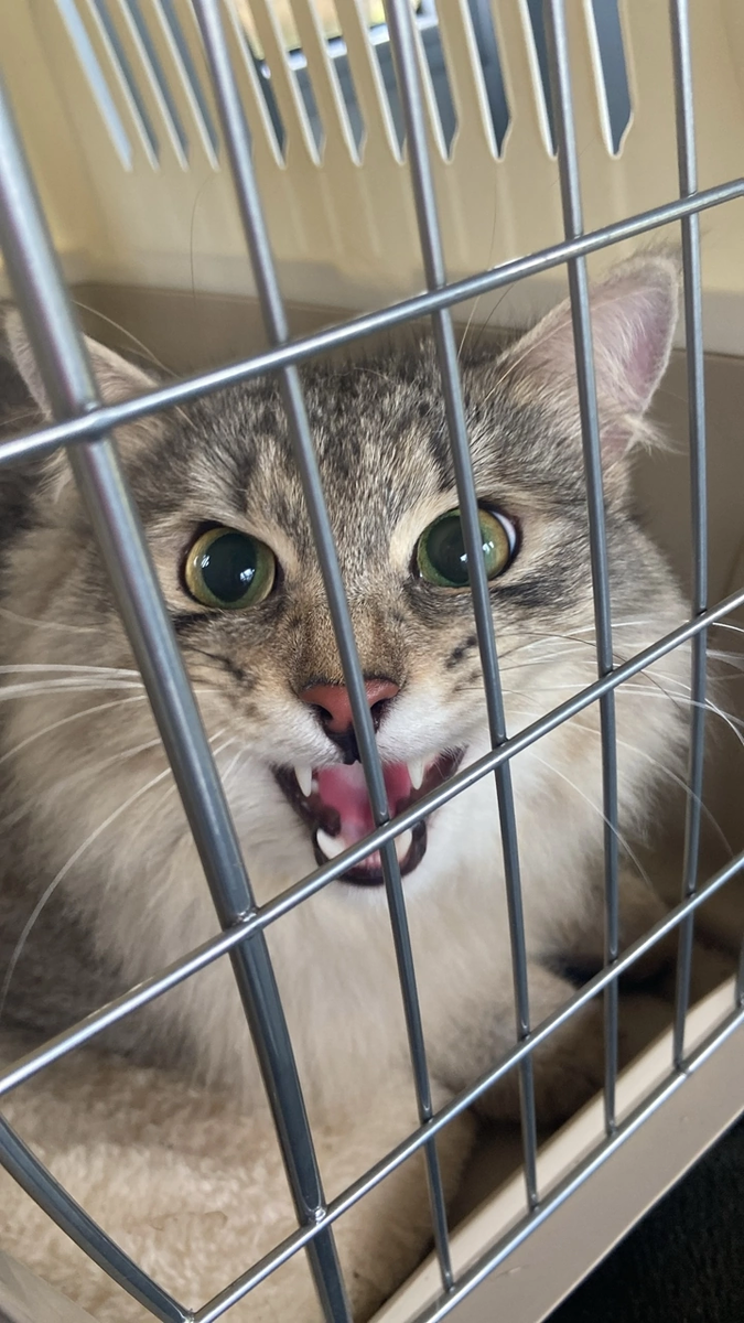 Котик Рысь