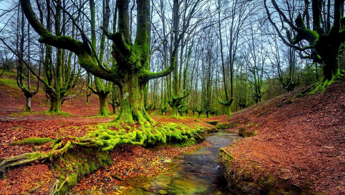 Из открытых источников. Лес Горбеа.