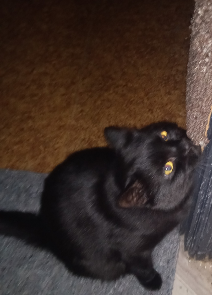 Мой кот грозно чешет бороду об когтеческу🤣Бабайки в страхе убегают)