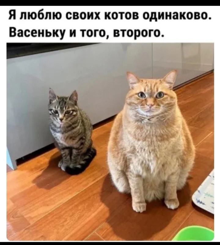 Почти как мои, ну люблю я их одинаково почти, просто один кастрирован, а второй нет) 