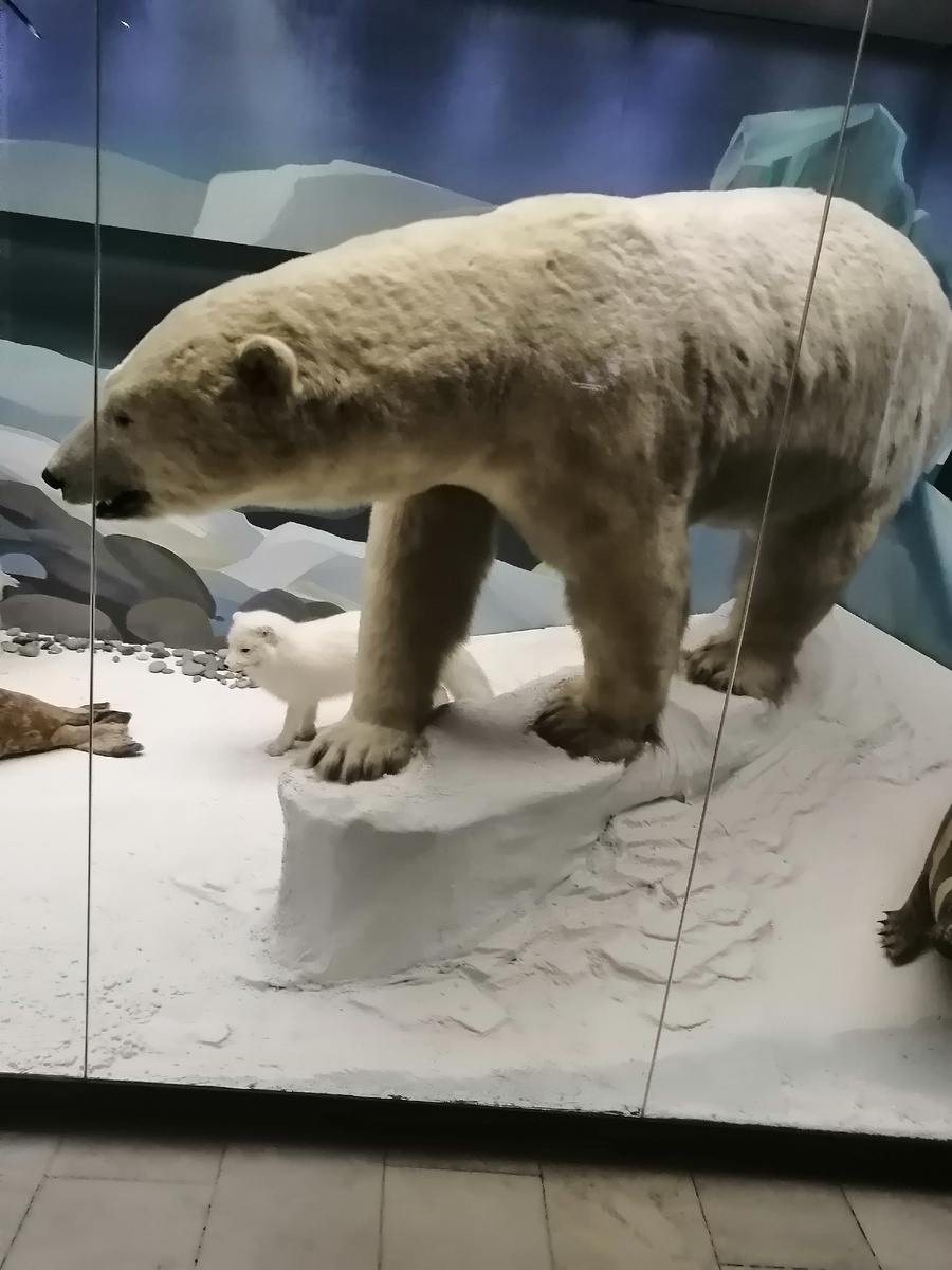 Белый мишка.