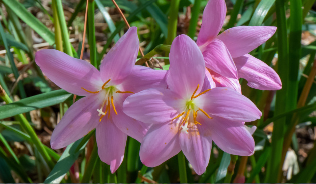 Зефирантес: как заставить его цвести в домашних условиях