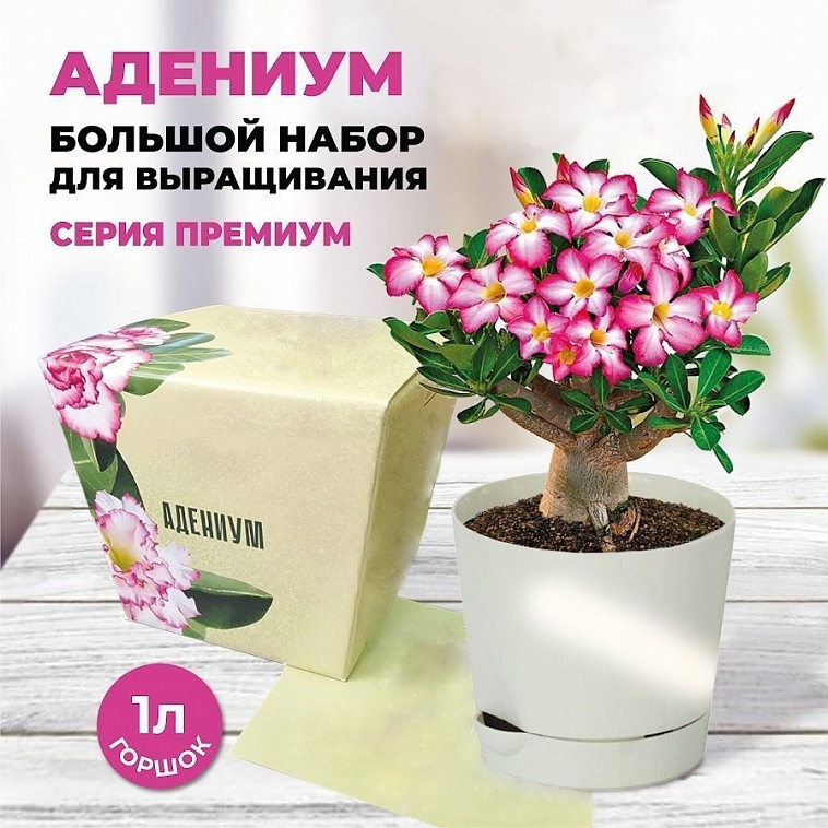 Адениум. Ожидание и..