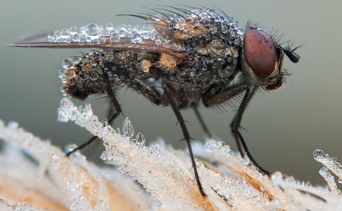    На самом деле, зимой насекомые не умирают — они спят, чтобы проснуться зимой. Источник изображения: geofotoput.ru