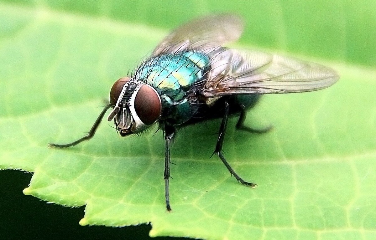    У насекомых есть органы, которые помогают им почувствовать наступление зимы. Источник изображения: Science Alert