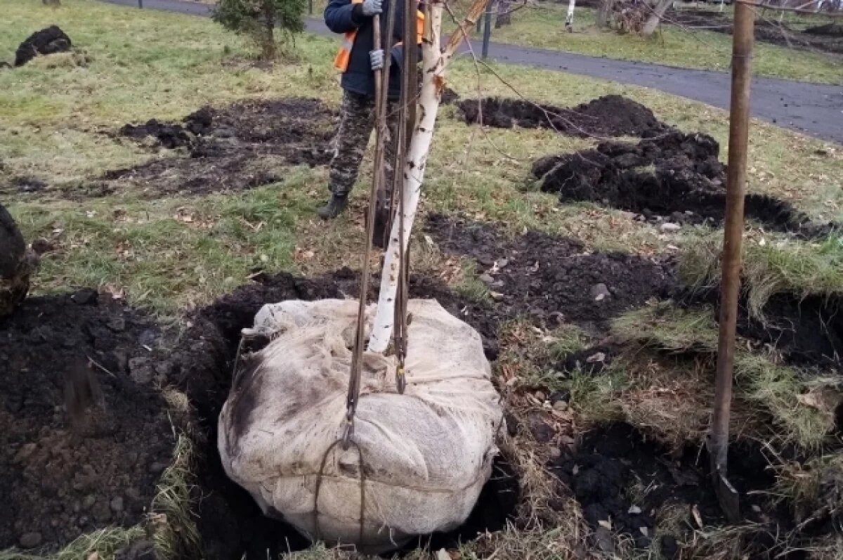    Всего с начала сезона в Красноярске посадили 25 тысяч деревьев.