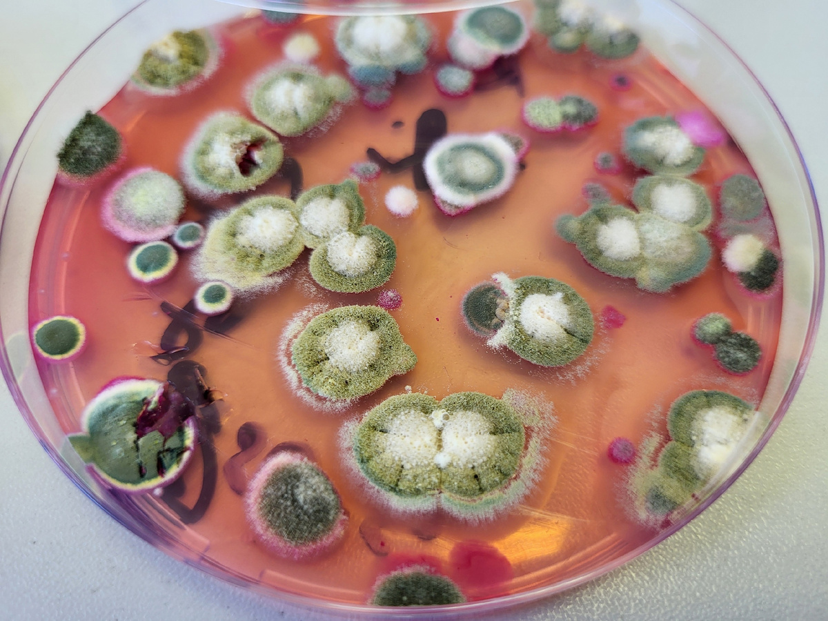 Плесневые грибы, обнаруженные при посеве корма для декоративных птиц