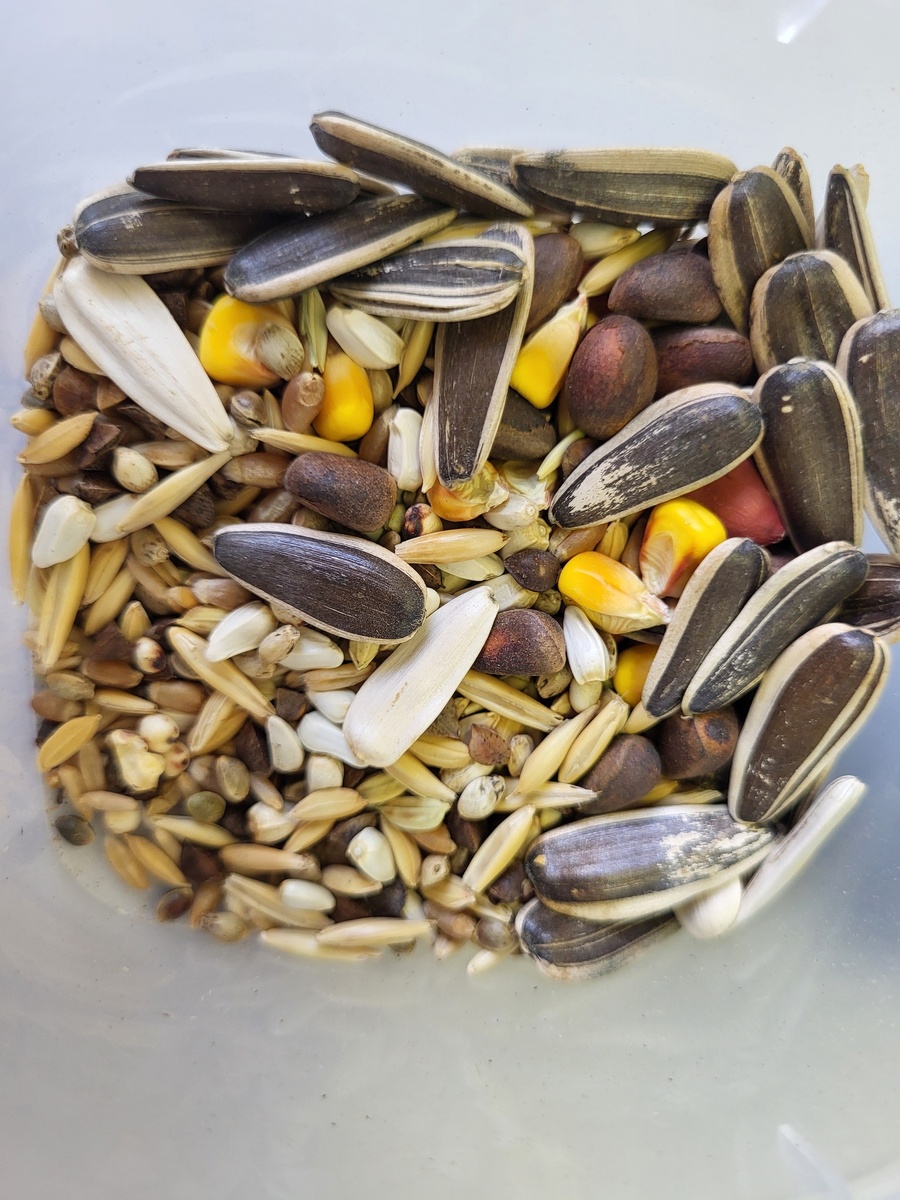 Внешне загрязненные корма для птиц могут казаться совершенно нормальными