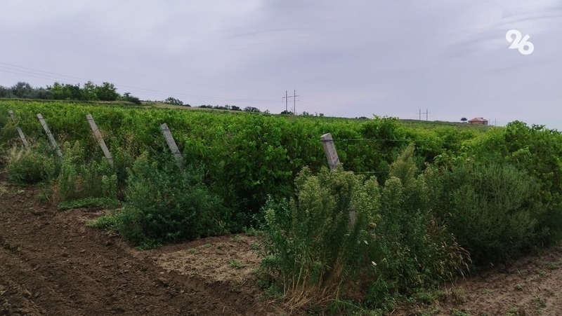    На субсидии можно купить посадочный материал, шпалеры, организовать систему полива и т.д. Фото: Фёдор Устинов / / ИА «Победа26»